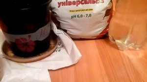 Выращиваем МАНГО ИЗ КОСТОЧКИ дома!!!! Как прорастить и посадить косточку манго!!!!!