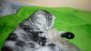 Котятам 10 дней!Открывают глазки!