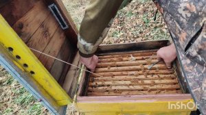 Анамальная Зимовка пчел в Краснодарском крае