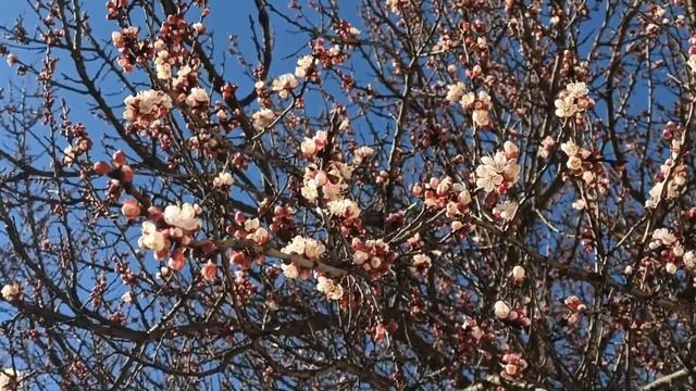 29 марта народный праздник САВВИН ДЕНЬ. что нельзя делать... народные приметы и традиции смотреть онлайн