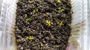 Венерина Мухоловка. Dionaea muscipula. Содержание и уход. Хищное растение.