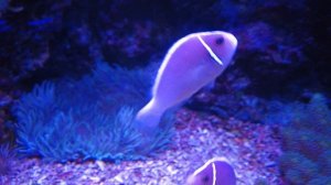 Приморский океанариум. г. Владивосток 2021 г.