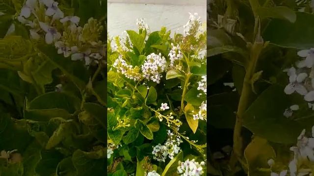 Pseuderanthemum carruthesii plant | Purple fasle eanthemum plant #gardening #ytshorts #flowersplant