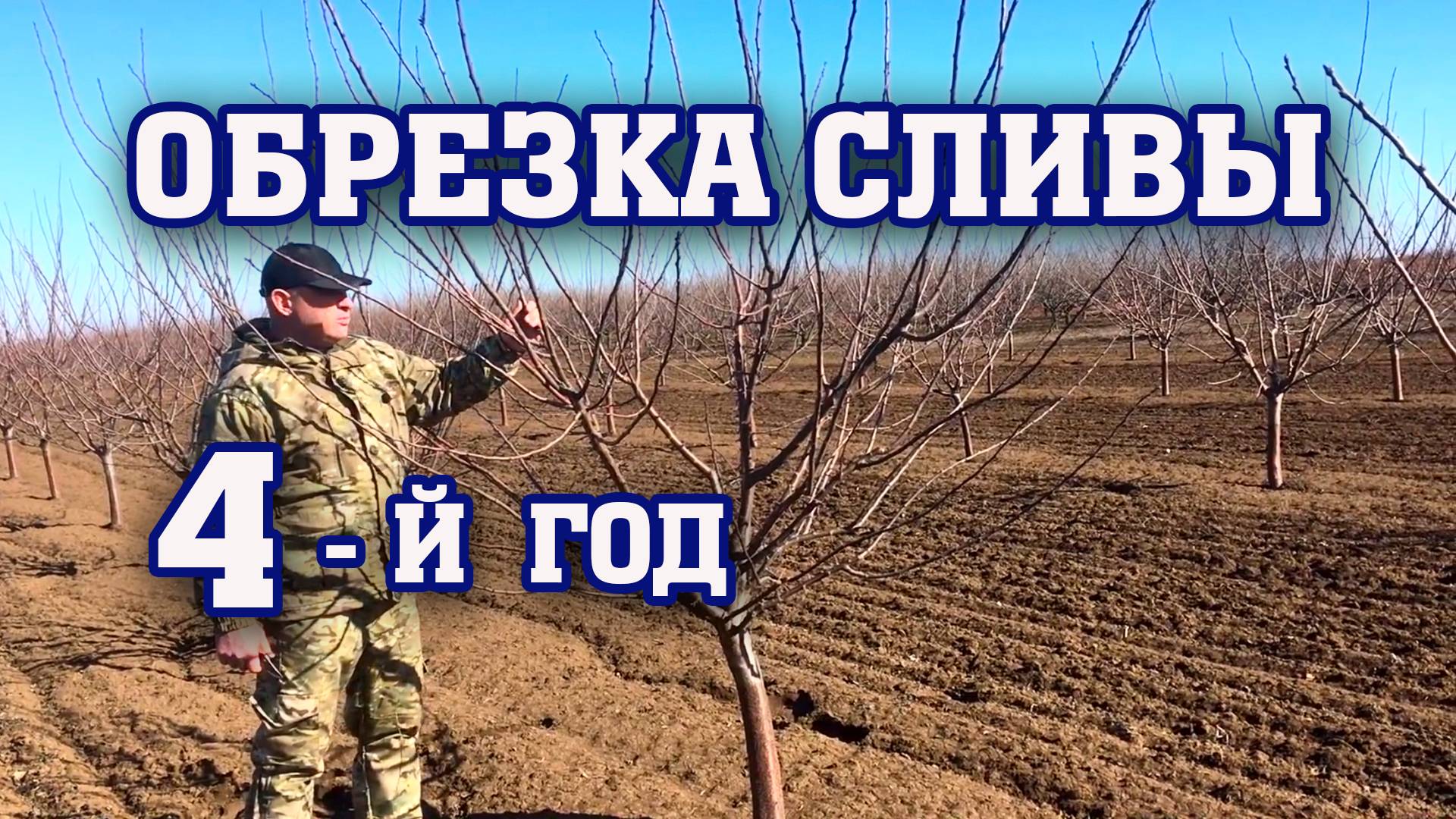 Правильная ОБРЕЗКА СЛИВЫ⧸4-й год после посадки⧸опытный участок смотреть онлайн