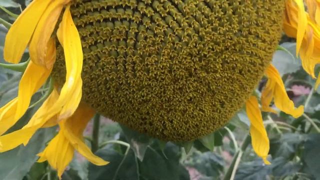 ???подсолнухи созрели! Птички клюют семечки смотреть онлайн