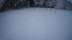 Прогулка на лыжах, привада для лисы, лабаз на дереве