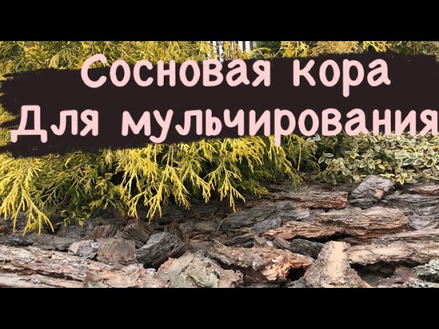 ЛУЧШИЕ два способа мульчирования сосновой корой ❓❗️.mp4