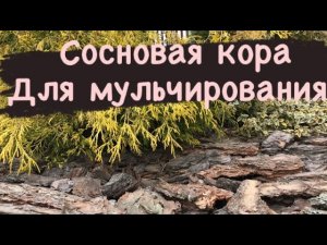 ЛУЧШИЕ два способа мульчирования сосновой корой ❓❗️.mp4