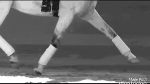 Кони / Лошади. Клип про лошадей