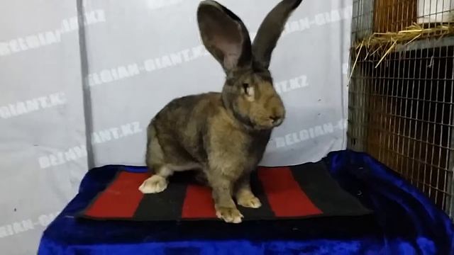 Крольчиха породы Бельгийский великан окрас агути смотреть онлайн