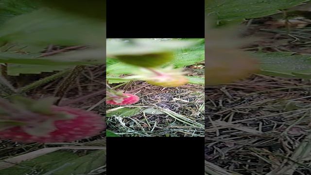 VID_20240610_141840.mp4