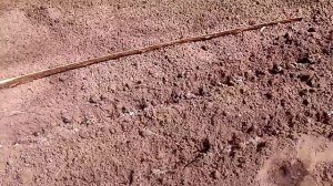 Как посадить лук- севок с солью!:)