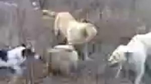 Собаки рвут лису (жесть)