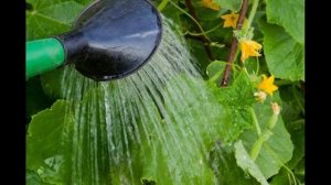 Как ухаживать за огурцами в открытом грунте чтобы был хороший урожай