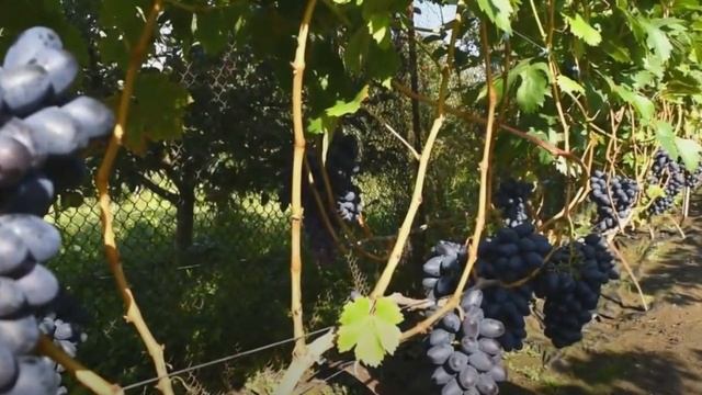 ЭМИР КАЛУГИНА ОТДАЛ ПОСЛЕДНИЕ ДЕНЬГИ ЗА ЧЕРЕНОК И ПОЖАЛЕЛ ВИНОГРАД ЭМИР смотреть онлайн