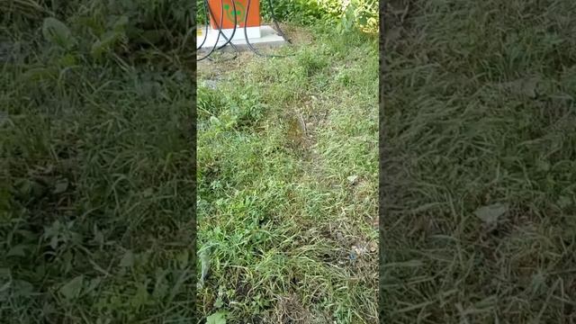 Жители приморского Артёма пожаловались на установленную в грязь зарядную станцию для электрокаров