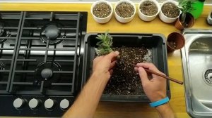 Адениумы, выращенные из семян, пересадка в красивые горшки.