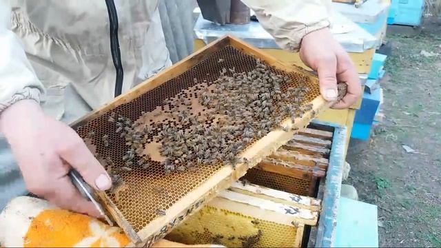 Извлечения моли с расплода смотреть онлайн