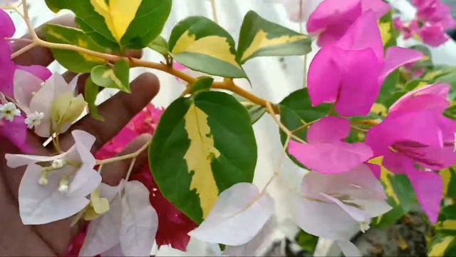 how to grow bougainvillea and care tip смотреть онлайн