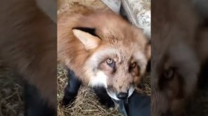 Лисы из Новолисья. Так нападают лисы. Тихон не простил мне болючих уколов во время лечения.