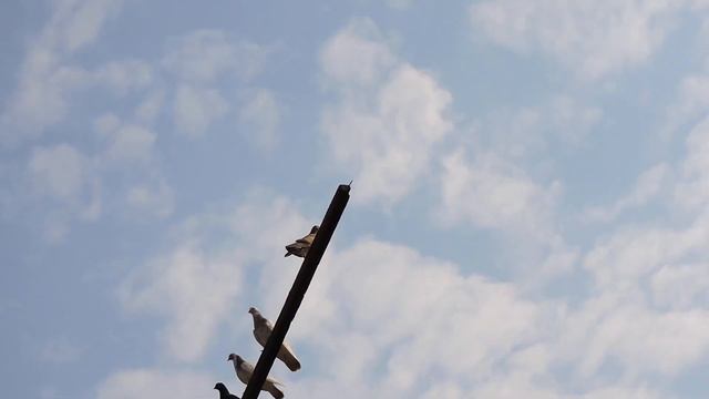 Полет бойных после 10 дней отдыха. смотреть онлайн