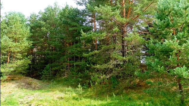 Успокаивающее пение птиц в лесу для крепкого сна и отдыха. Звуки для сна. Релакс