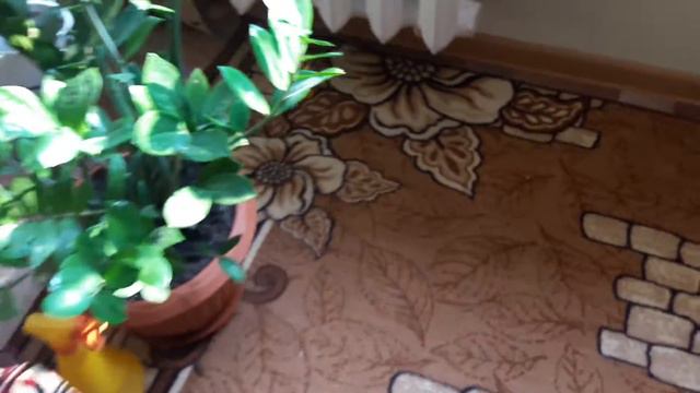 Поймал покемона в квартире)) смотреть онлайн