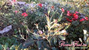 Роза Фуксия Мейяндекор / Fuchsia Meillandecor