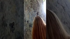 Платан Восточный или Чинара. Ялта побережье