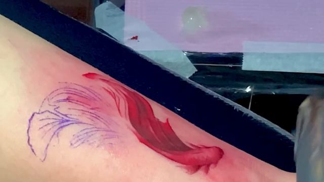 Tattoo Process (Betta fish) смотреть онлайн