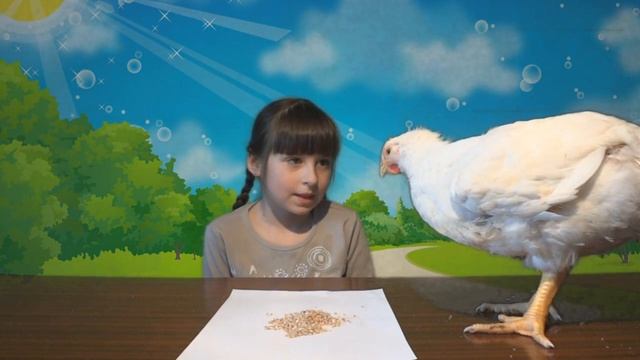 КАК И ЧЕМ НАКОРМИТЬ БОЛЬШОГО ПЕТУХА?