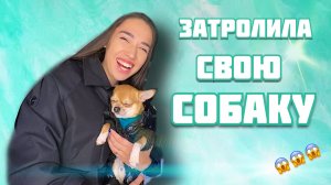 ПОЧЕМУ НЕ СТОИТ ЗАВОДИТЬ СОБАКУ часть 2/ Не заводите собаку/ Все о собаках