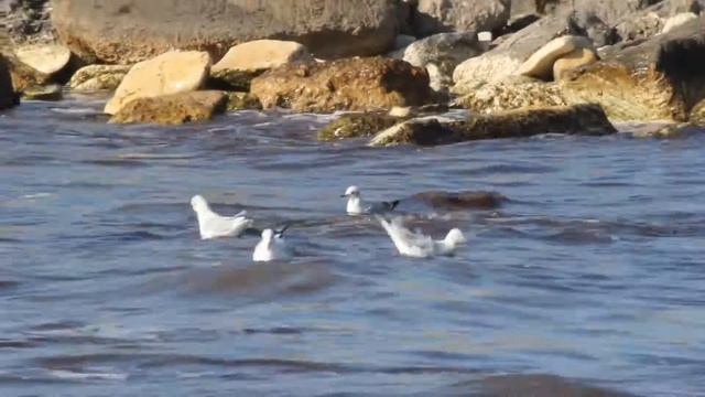 larus ridibundus смотреть онлайн