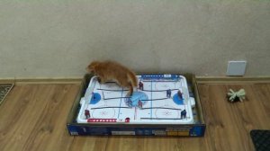 Red cat hockey player. Рыжий кот Рыжик хоккеист!)