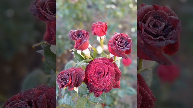 Розовая симфония осени. смотреть онлайн