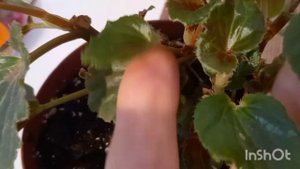 В чем лучше черенковать бегонию ?Мой опыт.