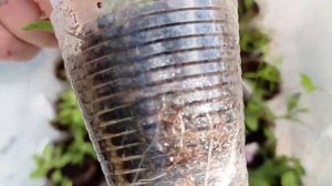 #ОСЕННЕЕ ЧЕРЕНКОВАНИЕ#