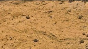 МАРСОХОД ПЕРСЕВЕРАНС СНЯЛ ОКАМЕНЕВШИЙ СКЕЛЕТ  ОГРОМНОГО ЖИВОТНОГО.