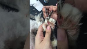 Removing a cat's ingrown nail
