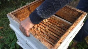 КОГДА И КАК УТЕПЛЯТЬ ПЧЁЛ.