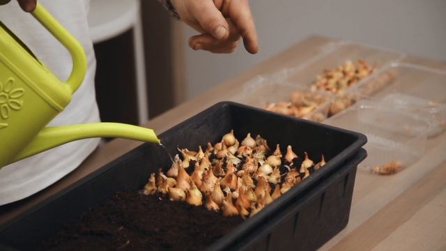 Посадка крупного лука-севка на зелень + РЕЗУЛЬТАТ посадки смотреть онлайн