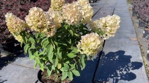 Гортензия метельчатая `Summer Snow`® `Саммер Сноу`