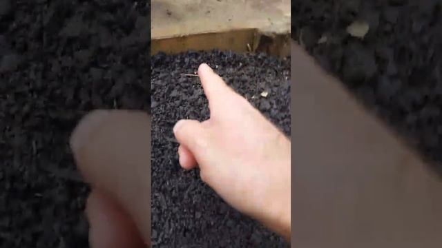 Вот так в Находке укладывают асфальт на «Тропе здоровья» в Южном микрорайоне города смотреть онлайн