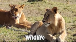 "Ultimate Stress Relief Music African Wildlife 4K Relaxation Film