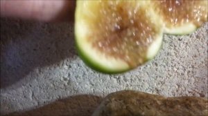 Figs in container. Инжир в контейнере. Созревание. Сравнительные характеристики сортов инжира/1-я ч