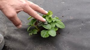 Первая подкормка клубники весной, Подкормка ранней и поздней клубники после зимы для большого урожа