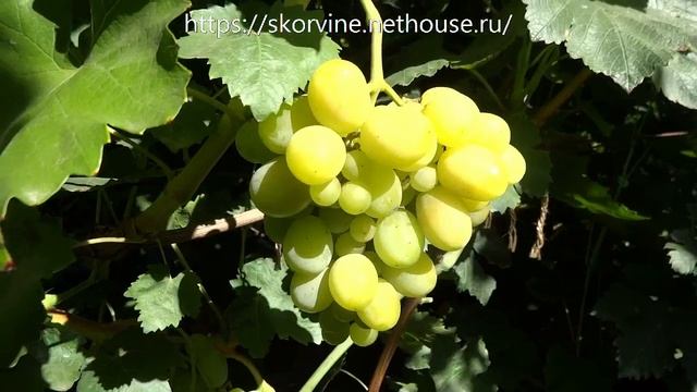 Сорта винограда 2018. Синдикат - перспективный крупноплодник смотреть онлайн