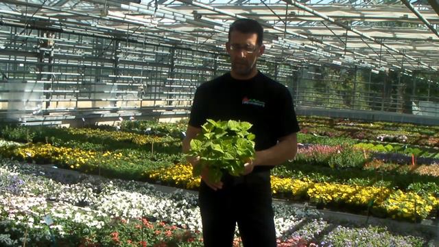 Neuheiten aus dem Bereich Beet- und Balkonpflanzen смотреть онлайн