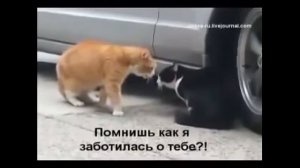 Приколы с кошками Вот это приколСемейная разборка кота и кошки Смотри!