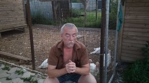 Закупорка зоба у индюков. Твердый и мягкий зоб
